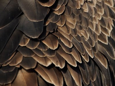 Feathers Tisk, Tisk,&nbsp;Tisk