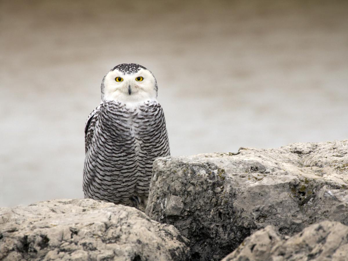 Protecting the Animals We Love to Photograph: Responsible Wildlife&nbsp;Photography